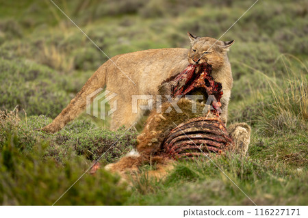 Puma stands pulling apart carcase in scrubland Puma stands pulling apart carcase in scrubland 116227171