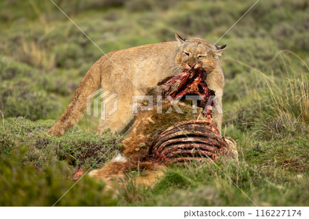 Puma stands pulling apart guanaco in scrubland 116227174