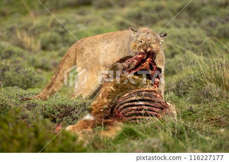 Puma stands pulling apart kill in scrubland Puma stands pulling apart kill in scrubland 116227177