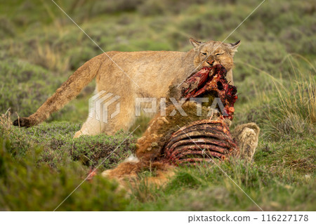 Puma stands pulling flesh from guanaco carcase Puma stands pulling flesh from guanaco carcase 116227178
