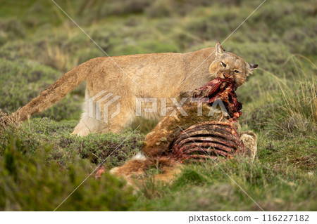 Puma stands ripping flesh from guanaco carcase Puma stands ripping flesh from guanaco carcase 116227182