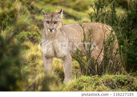Puma stands staring in bushes in rain Puma stands staring in bushes in rain 116227185