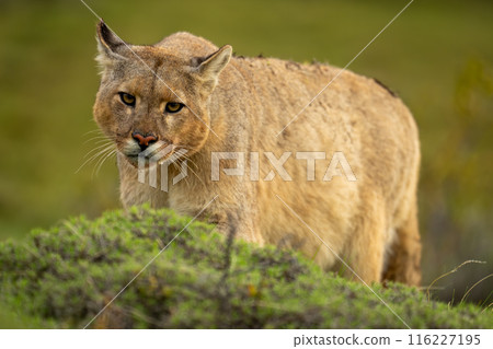 Puma stands watching camera over green bush Puma stands watching camera over green bush 116227195