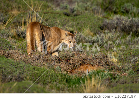 Puma stands with guanaco carcase in scrubland 116227197