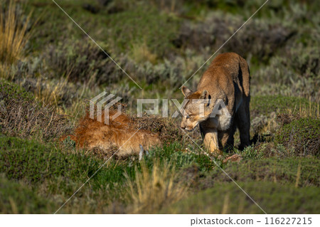 Puma walks around guanaco carcase in sunshine Puma walks around guanaco carcase in sunshine 116227215