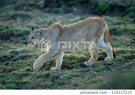 Puma walks down grassy hill lifting paw 116227223