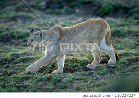 Puma walks down grassy hill stretching foreleg 116227224