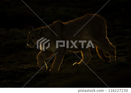 Puma walks down grassy slope lifting paw Puma walks down grassy slope lifting paw 116227230