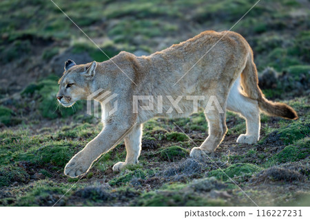 Puma walks down grassy slope stretching foreleg Puma walks down grassy slope stretching foreleg 116227231