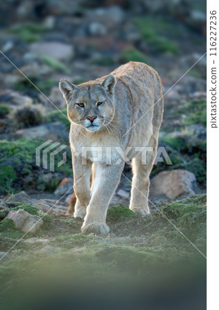 Puma walks down rocky slope towards camera Puma walks down rocky slope towards camera 116227236