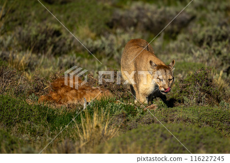 Puma walks past guanaco kill licking lips 116227245