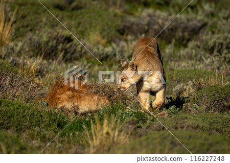 Puma walks round guanaco carcase in scrubland 116227248