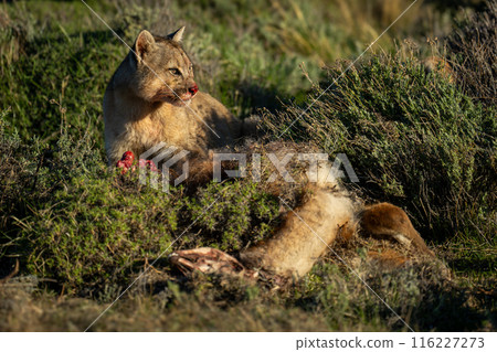 Puma with catchlight sits by guanaco carcase 116227273