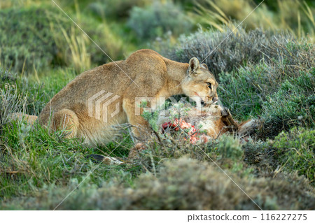 Puma with catchlight sits chewing guanaco carcase Puma with catchlight sits chewing guanaco carcase 116227275