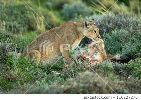 Puma with catchlight sits licking guanaco carcase 116227276