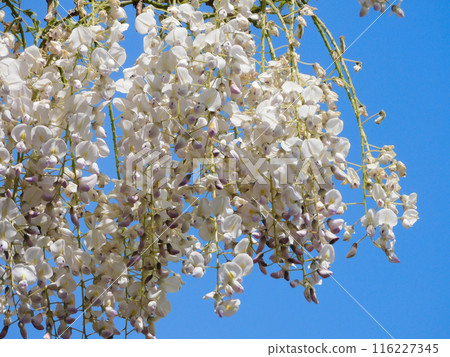 白色的紫藤花映襯著藍天 116227345