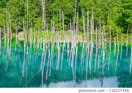 Blue Pond in Biei-cho, Hokkaido Blue Pond in Biei-cho, Hokkaido 116227498