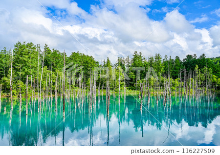 Blue Pond in Biei-cho, Hokkaido Blue Pond in Biei-cho, Hokkaido 116227509