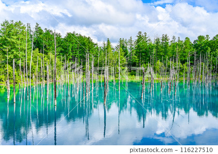 北海道美瑛町的藍塘 116227510