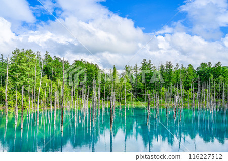 Blue Pond in Biei-cho, Hokkaido 116227512