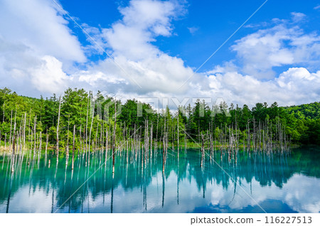 Blue Pond in Biei-cho, Hokkaido 116227513