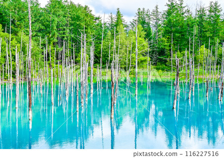 北海道美瑛町的藍塘 116227516