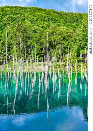 Blue Pond in Biei-cho, Hokkaido Blue Pond in Biei-cho, Hokkaido 116227542