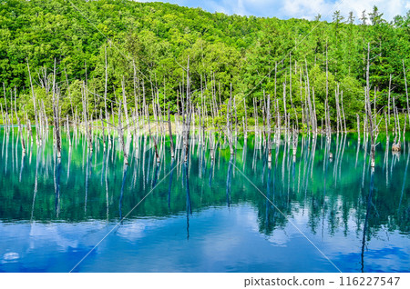 Blue Pond in Biei-cho, Hokkaido 116227547