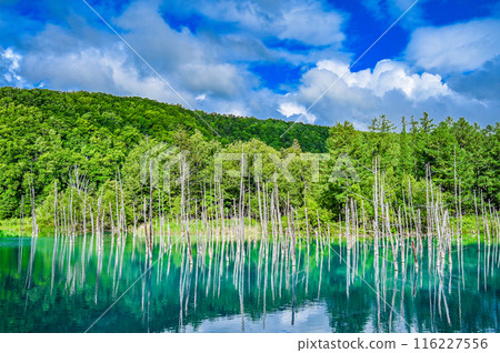 Blue Pond in Biei-cho, Hokkaido 116227556