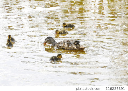 Swimming duck parent and child, lots of ducklings 4 Swimming duck parent and child, lots of ducklings 4 116227891