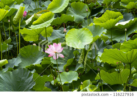 京都嵐山小倉池的蓮花 京都嵐山小倉池的蓮花 116227916