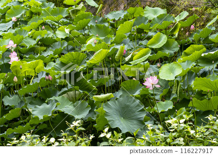 Lotus flowers in Ogura Pond, Arashiyama, Kyoto Lotus flowers in Ogura Pond, Arashiyama, Kyoto 116227917