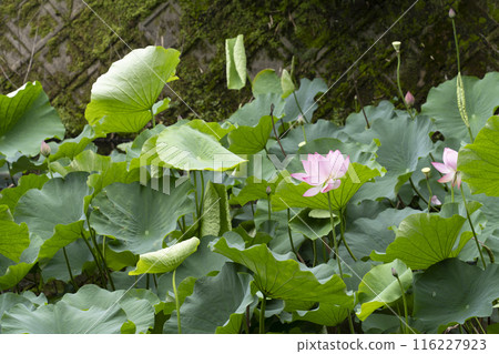 Lotus flowers in Ogura Pond, Arashiyama, Kyoto Lotus flowers in Ogura Pond, Arashiyama, Kyoto 116227923