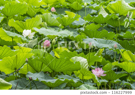 Lotus flowers in Ogura Pond, Arashiyama, Kyoto Lotus flowers in Ogura Pond, Arashiyama, Kyoto 116227999