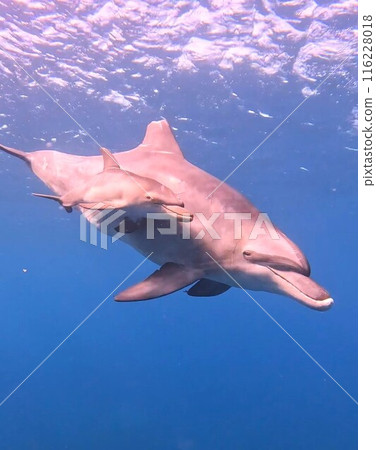 在禦倉島與海豚父母和孩子一起游泳 在禦倉島與海豚父母和孩子一起游泳 116228018