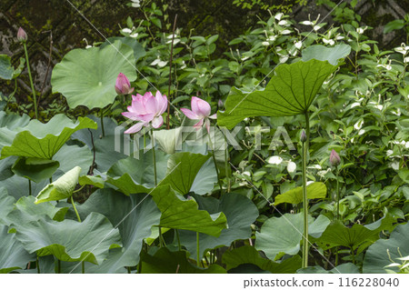 Lotus flowers in Ogura Pond, Arashiyama, Kyoto 116228040