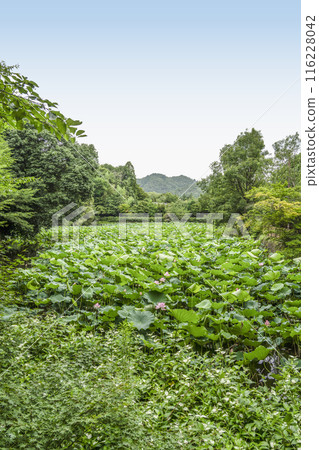 Lotus flowers in Ogura Pond, Arashiyama, Kyoto 116228042