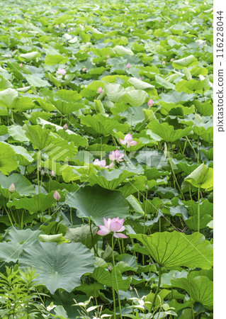 Lotus flowers in Ogura Pond, Arashiyama, Kyoto 116228044