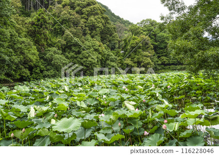 Lotus flowers in Ogura Pond, Arashiyama, Kyoto 116228046
