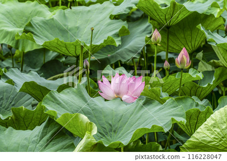 Lotus flowers in Ogura Pond, Arashiyama, Kyoto 116228047