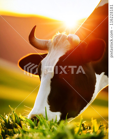 Black and White Horned Dairy Cow Eating Green Grass on a Meadow - Generative Ai Black and White Horned Dairy Cow Eating Green Grass on a Meadow - Generative Ai 116228181