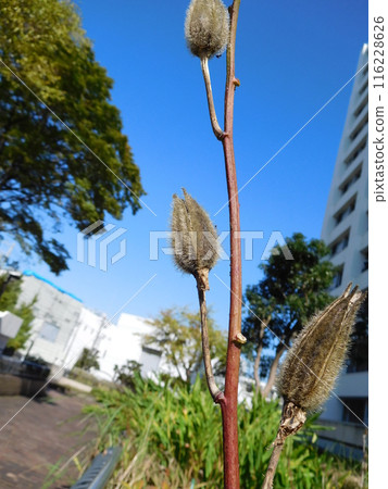 楓風信子膠囊 楓風信子膠囊 116228626