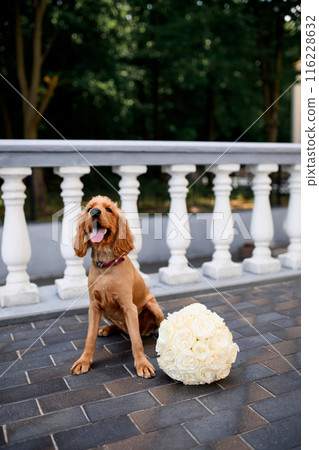 A spaniel with a wedding bouquet. Spaniel at the wedding. A dog with a bouquet of roses. 116228632