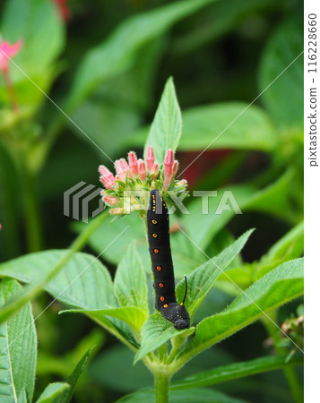 A hornworm moth larva on a pentas leaf A hornworm moth larva on a pentas leaf 116228660