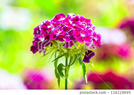 Blooming Purple Turkish clove or Dianthus barbatus. 116228695
