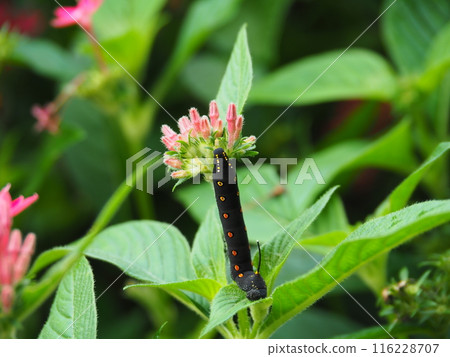 A hornworm moth larva on a pentas leaf A hornworm moth larva on a pentas leaf 116228707