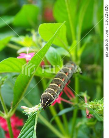 A hornworm moth larva on a pentas leaf 116228820