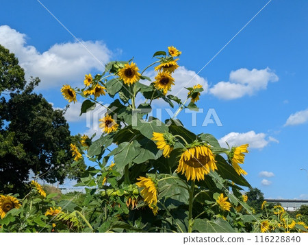 初夏公園裡盛開的黃色向日葵花 初夏公園裡盛開的黃色向日葵花 116228840