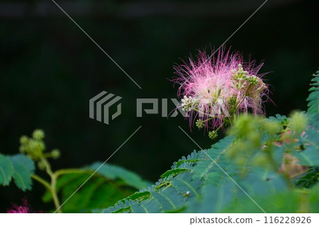 The pretty flowers of the silk tree blooming in Satoyama The pretty flowers of the silk tree blooming in Satoyama 116228926