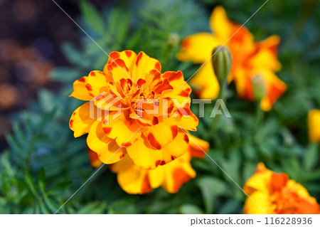 Marigold  116228936